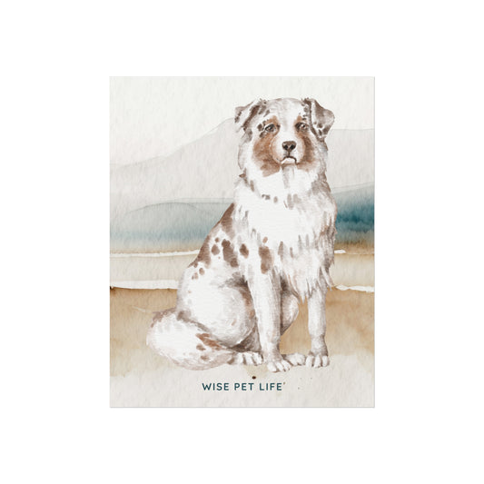 Australian Shepherd Fine Art Print